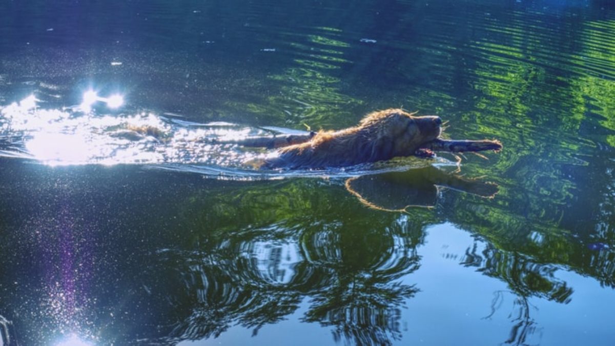 is algae in dog bowl bad