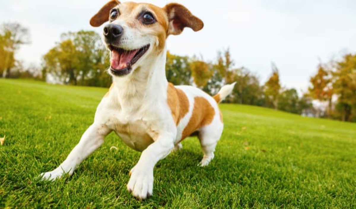 can diabetes in a dog be reversed