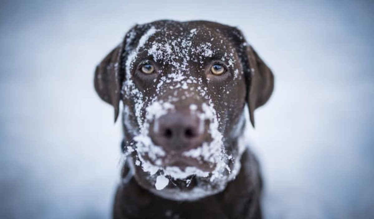 what are the signs of hypothermia in dogs