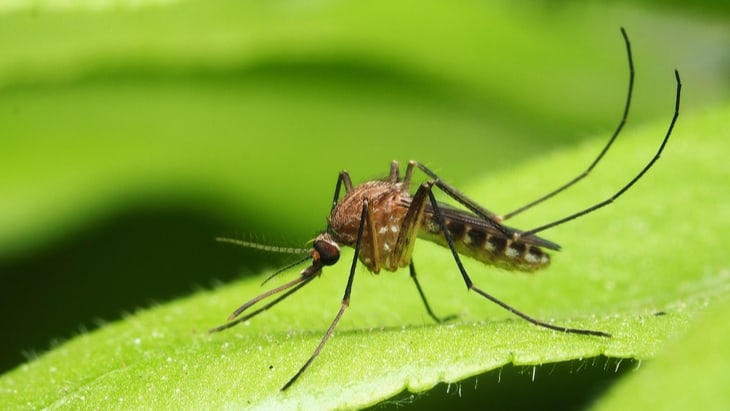 Scientists ask the public to help find mosquitoes in Scotland – The Hippocratic Post