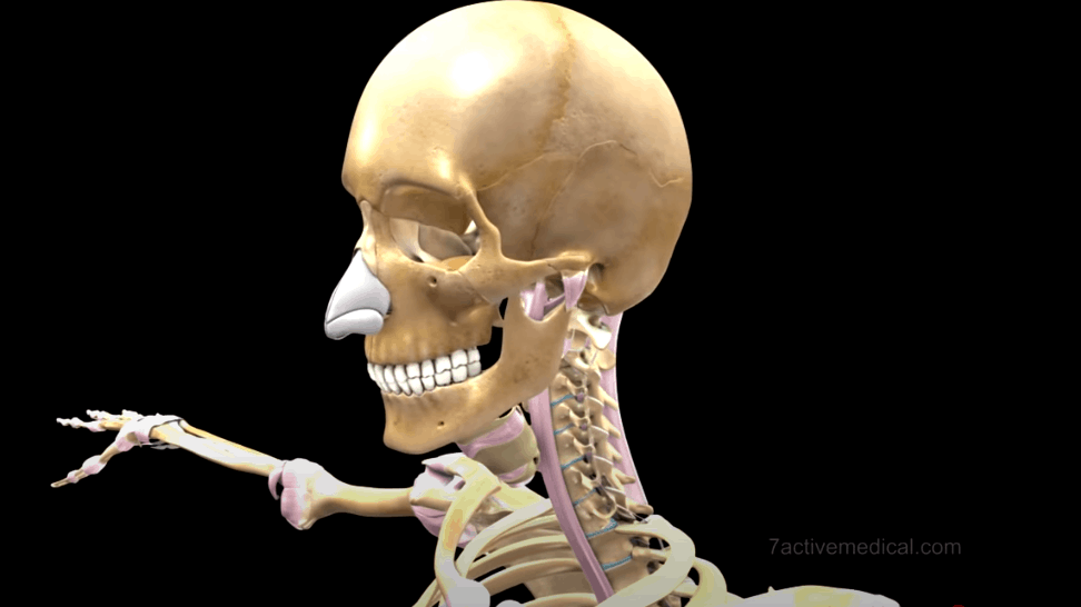 Skeletal system formation