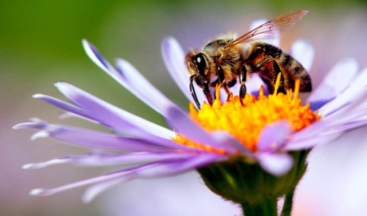 سم زنبور عسل - ملیتین - برای درمان سرطان پستان بسیار موثر است