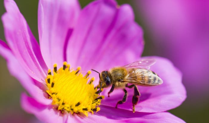 tree-pollen-allergy-gandal-tv