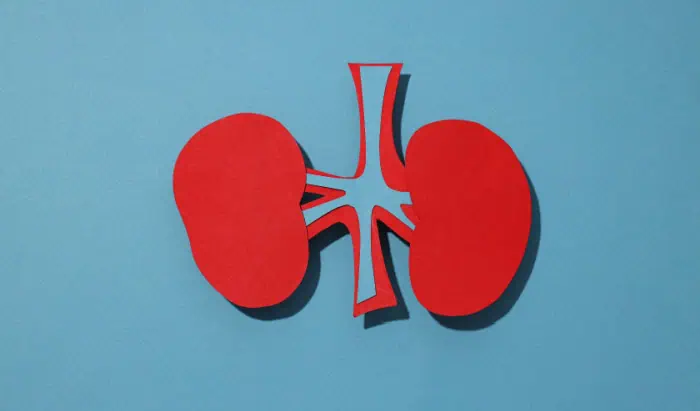 Kidney transplantation: New therapy proven effective – The Hippocratic Post